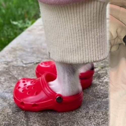 You Can Now Get Crocs For Your Dog, Just In Time For Winter!