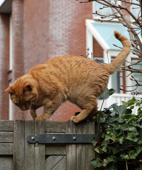 Melbourne Residents Could Be Fined If Their Cat Is Caught Outside Their Property