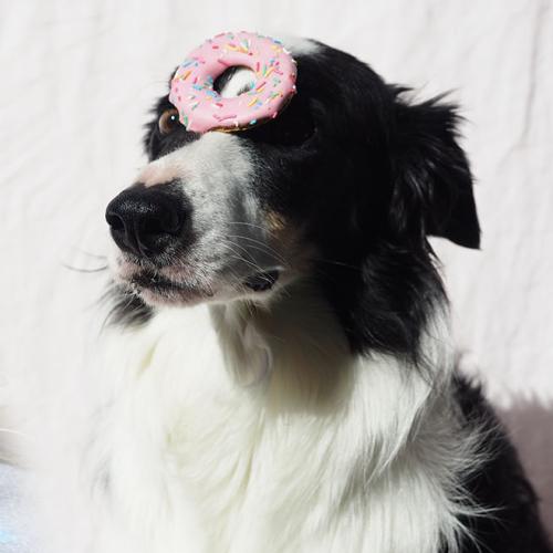 Love Spoiling Your Pet? Krispy Kreme Releases Doughnut Range For Dogs!