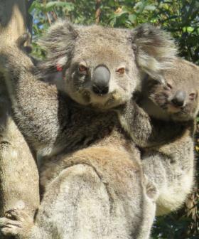 Ember Is A Mum: Koala Bushfire Survivor Spotted In The Wild With Joey