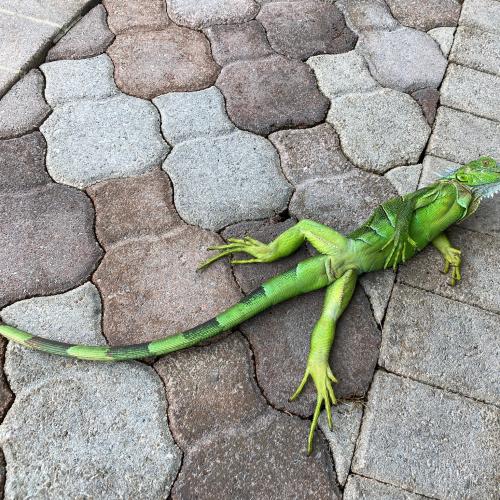 It's Raining Iguanas In Florida, This Bizarre Weather Warning Tells Residents To Look Out!