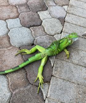 It's Raining Iguanas In Florida, This Bizarre Weather Warning Tells Residents To Look Out!