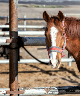 An Aussie Township Installed 'Horse Parking Spaces' & It's Just Like An Old Western!