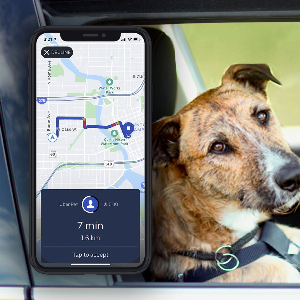 Uber pet trip 60 photos - Mariaserkin.com