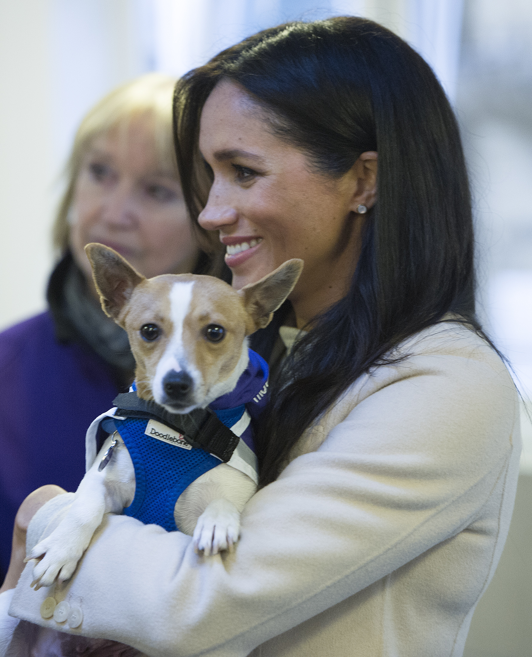Prince Harry & Meghan Markle Adopt Adorable Rescue Dog