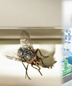 Scientists Are Breeding A Super Fly That Can Produce 100X More Offspring