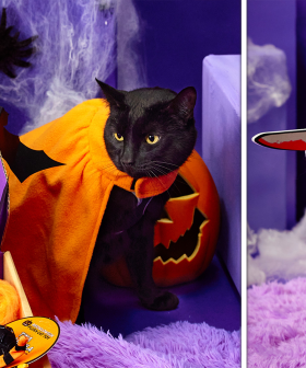 Don't Let Your Pets Miss Out On Halloween - Check Out These Spooky Costumes!
