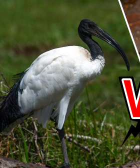 This Just In... Ibis' Have A Purpose In Society!