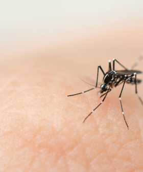 Victorian Residents Warned To Brace For A Mosquito Plague
