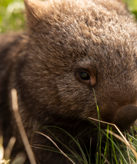 Woolworths Launches Adorable New Wally The Wombat Christmas Dessert - For A Good Cause!