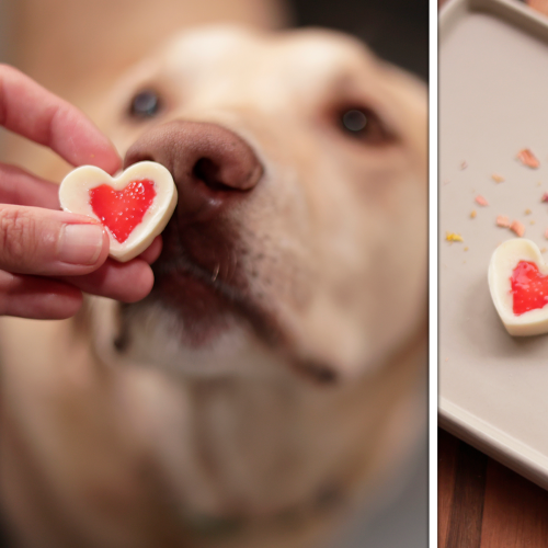 There's A Fine Dining Valentine's Day Experience For Dogs Coming To Melbourne!