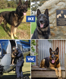 Victoria Police Pays Tribute To Police Dogs Ike And Vic