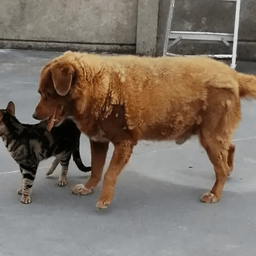 Bobi Has Set The Record For The Oldest Dog EVER!