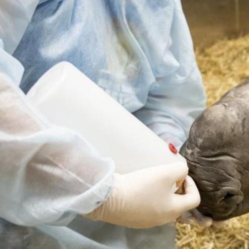Victorian zoo welcomes birth of rare rhino calf