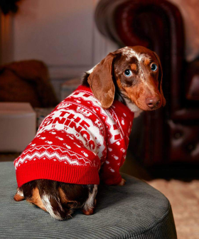 KFC Have Blessed Us And Our Pets With Some Truly Horrendous "Ugly Christmas (in July) Sweaters"