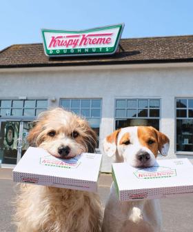 Krispy Kreme Doughnuts Have Released Dog Biscuits For Your Little Best Friend