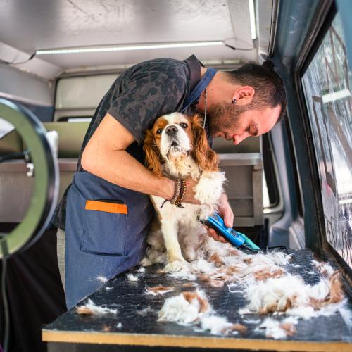 "I'm A Mobile Dog Groomer": Listeners Name What Job They Love