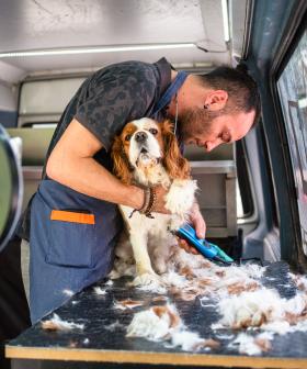 "I'm A Mobile Dog Groomer": Listeners Name What Job They Love
