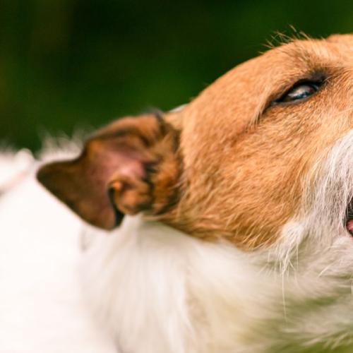 Posties Feel the Bite of Rising Dog Attacks