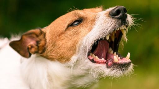 Posties Feel the Bite of Rising Dog Attacks