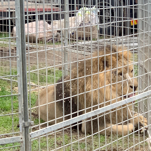 Escaped Lion Seen Walking The Streets Of Small Italian Town