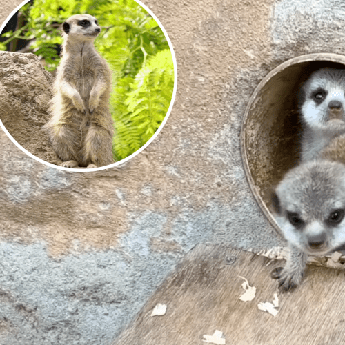 Melbourne Zoo’s Meerkats Have Had Pups And It’s Cuteness Overload!