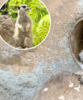 Melbourne Zoo's Meerkats Have Had Pups And It's Cuteness Overload!