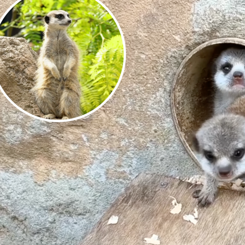 Melbourne Zoo’s Meerkats Have Had Pups And It’s Cuteness Overload!