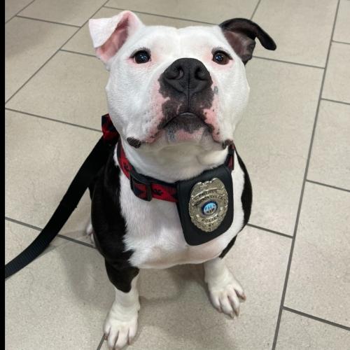 Pit Bull Is Sworn In By Police As “Paw-trol Officer”