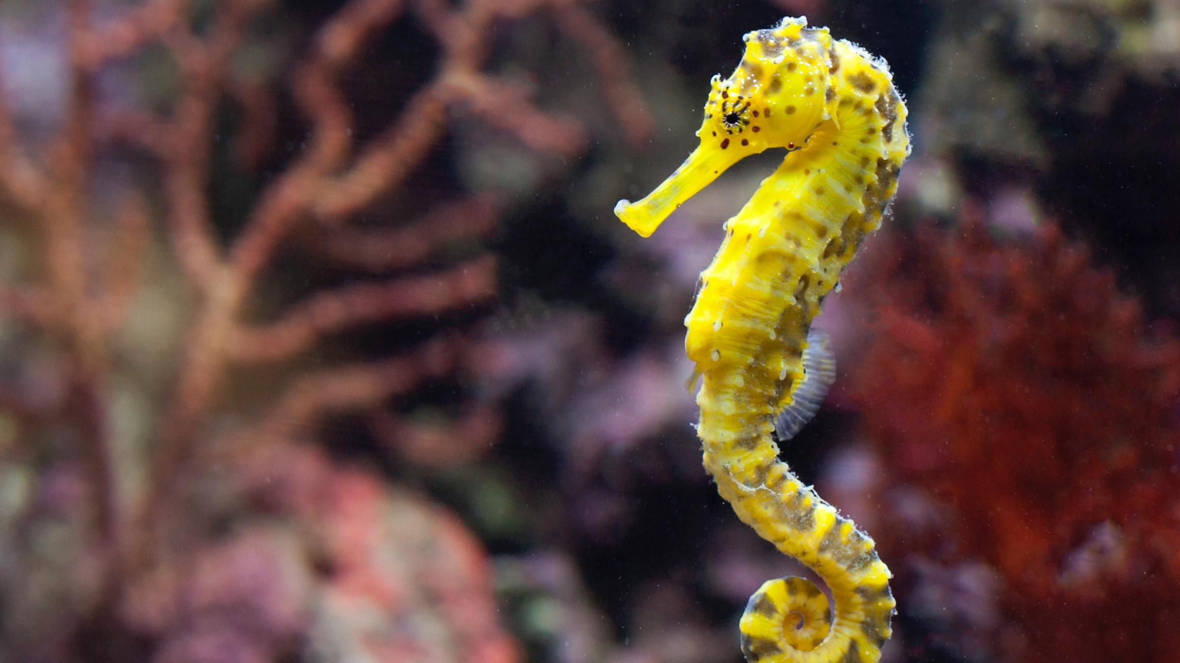 100 Tiny Endangered Seahorses Released into Sydney Harbor