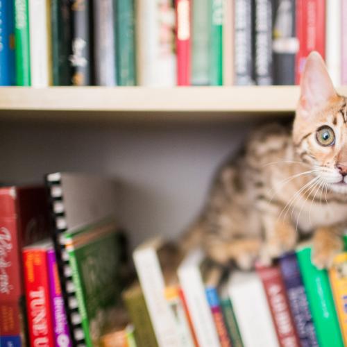 US Public Library Allows People To Pay Late Fees With Cat Pictures!