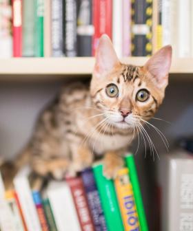 US Public Library Allows People To Pay Late Fees With Cat Pictures!