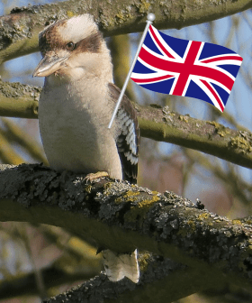 A Kookaburra Has Been Spotted Living In The English Countryside!