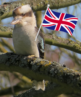 A Kookaburra Has Been Spotted Living In The English Countryside!
