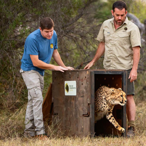 The Incredible Moment The First Australian-Born Cheetah Is Released Into The African Wilderness