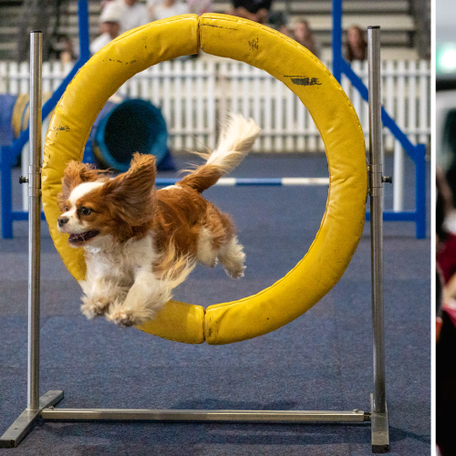 The Pet Show Returns To Melbourne Showgrounds!