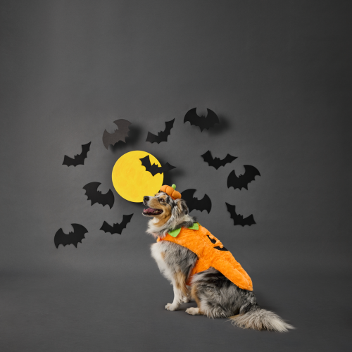 It's Set To Be A Pet-rifying Halloween!